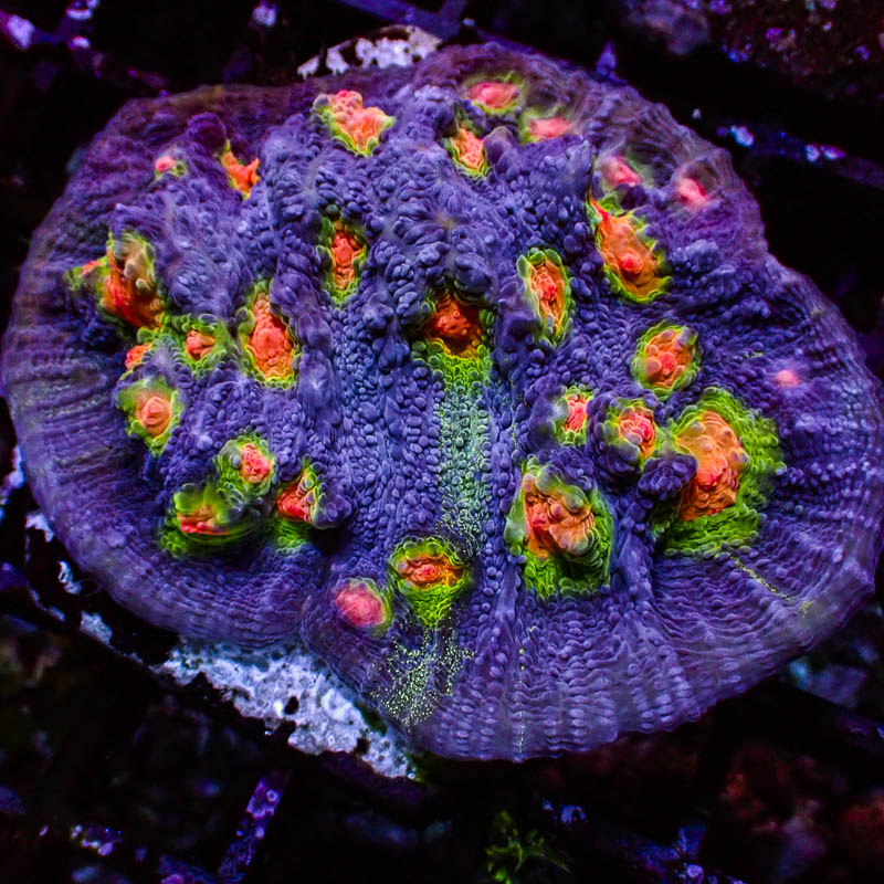 Chalice Purple Neon – Orangene Münder & giftgrünes Edge