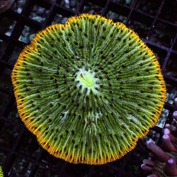 Fungia MC Lime Crown