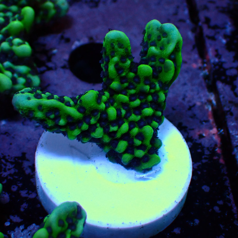 Montipora Frag 01