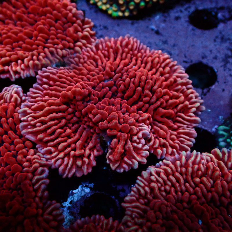 Montipora Mean Streak Frag 35