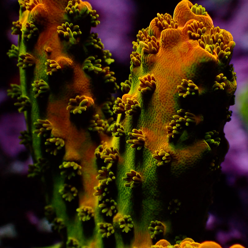 SPS Koralle Acropora in Grün und Orange mit feinen Polypen