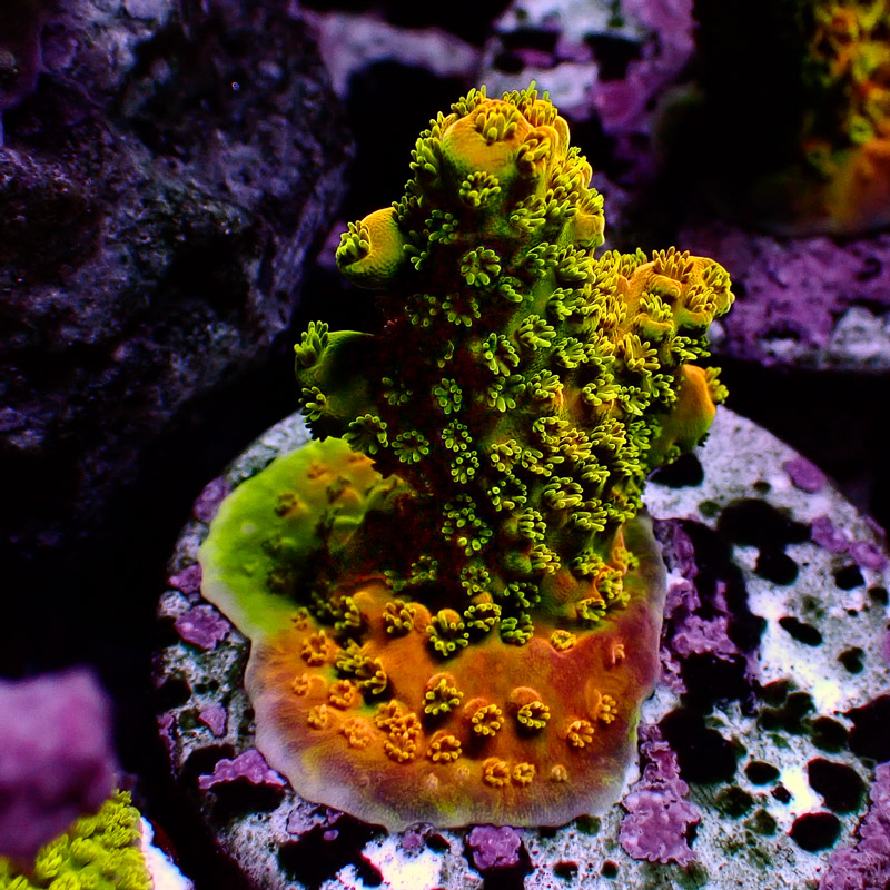 Acropora Jawdropper Orange Frag 02