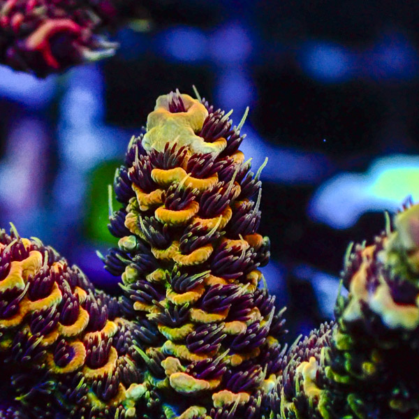 Acropora Tenuis Gün/Orange/rot