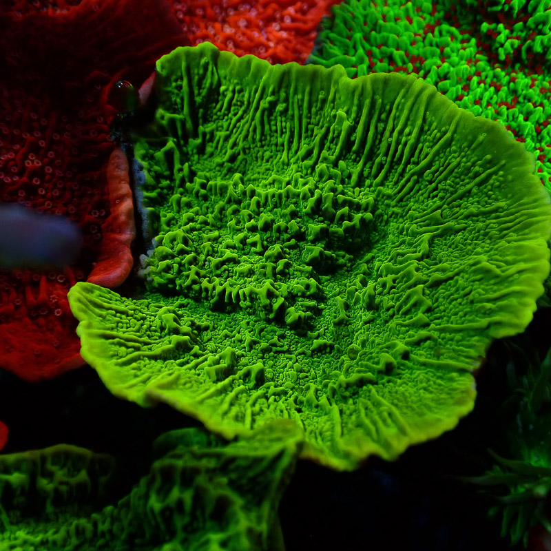 Montipora Grün Frag 16