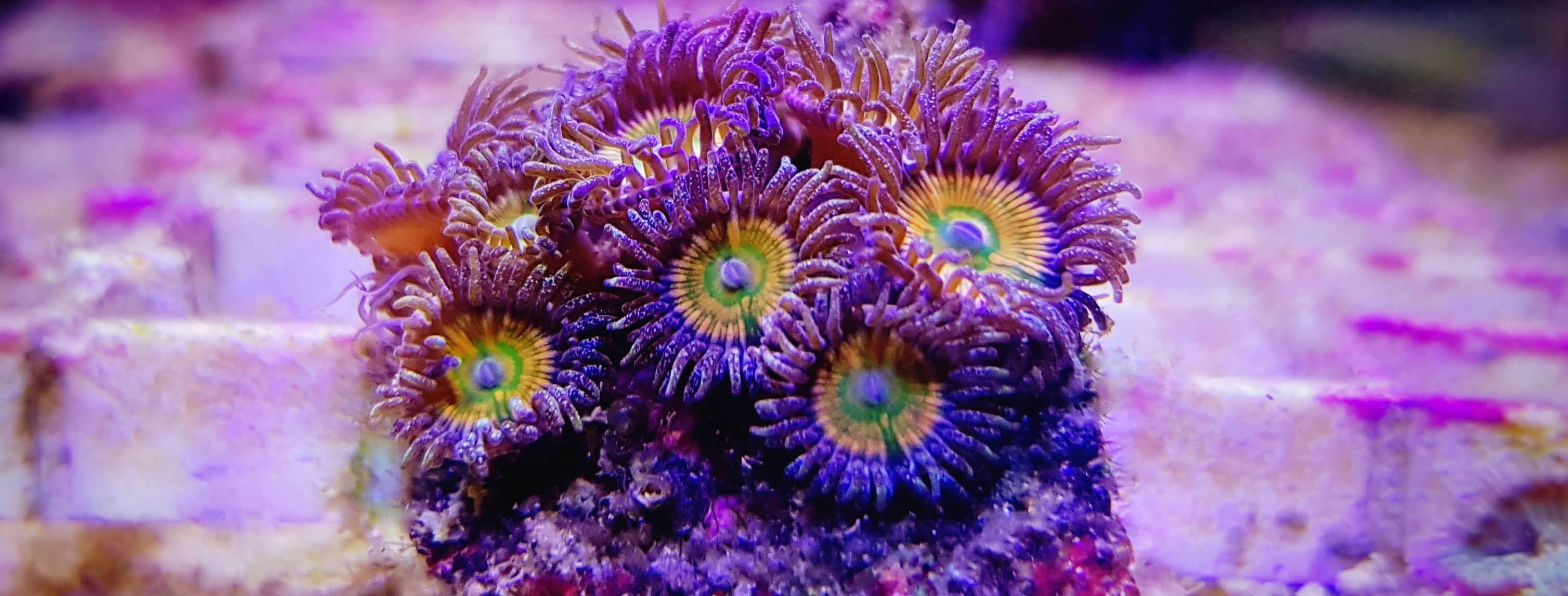 Zoanthus Kolonie mit intensiven Farben auf Ablegerstein