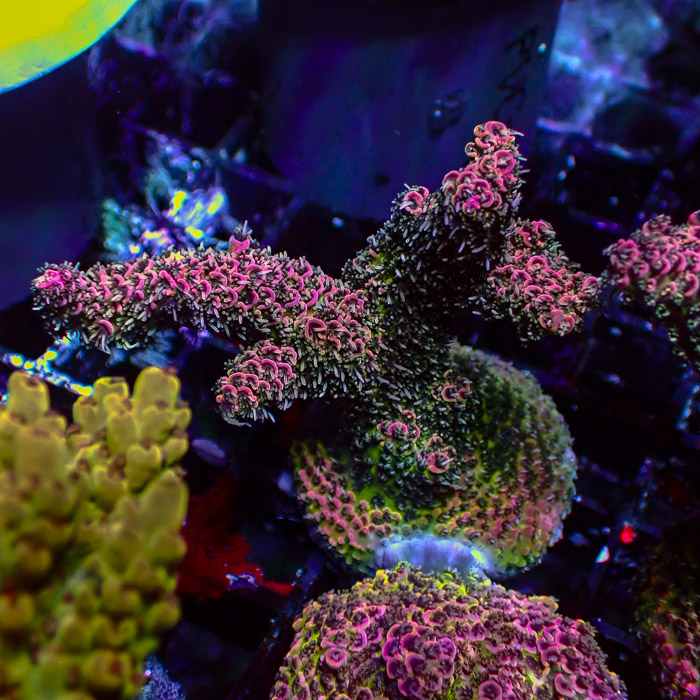 Millepora Pink Monster