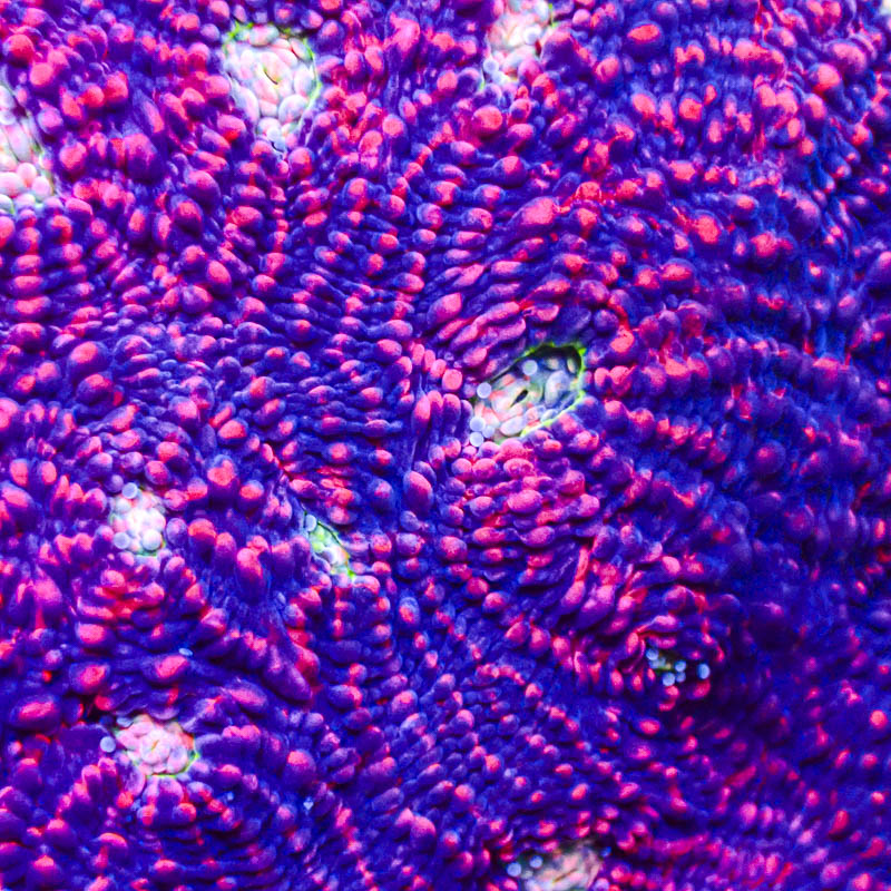 Chalice Pink Vulcano