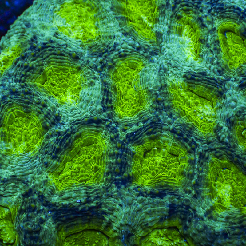 Acanthastrea Echinata Crafted