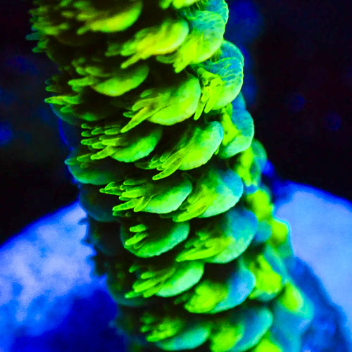 Acropora MC Borealis