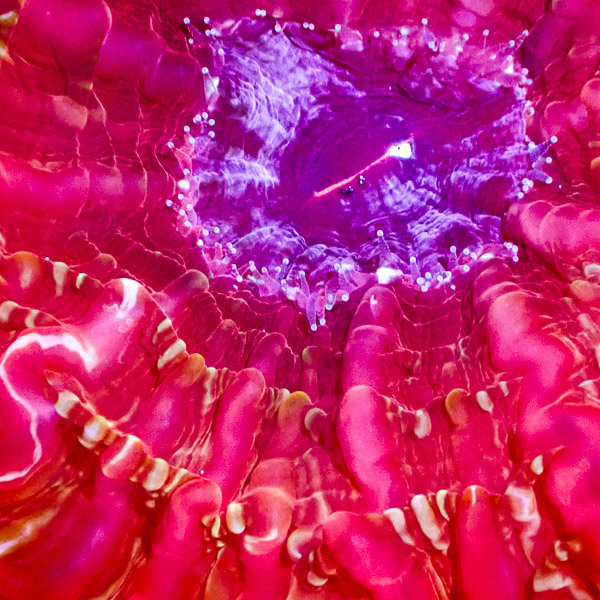 Cynarina MC Magma Vein