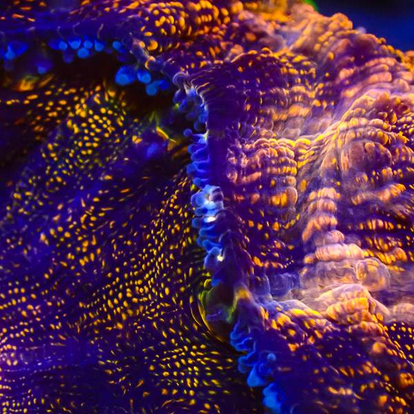 Acanthophyllia Golden Cheetah
