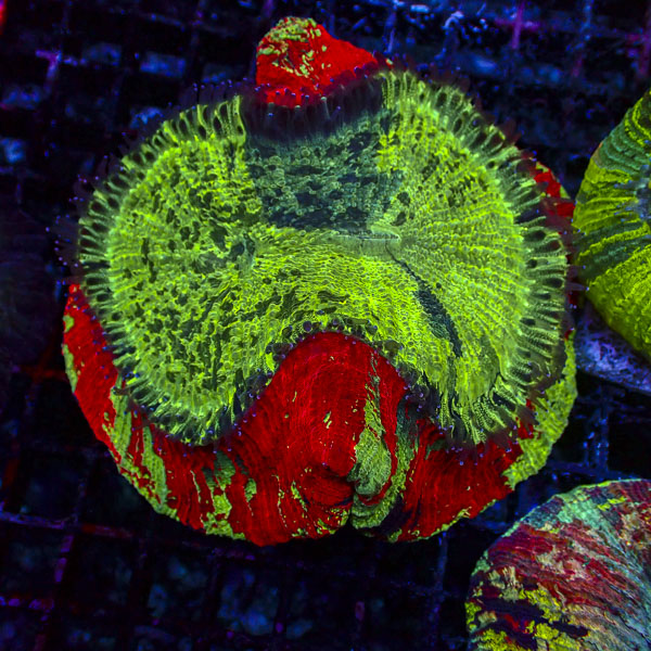 Trachyphyllia MC Dragon Heart