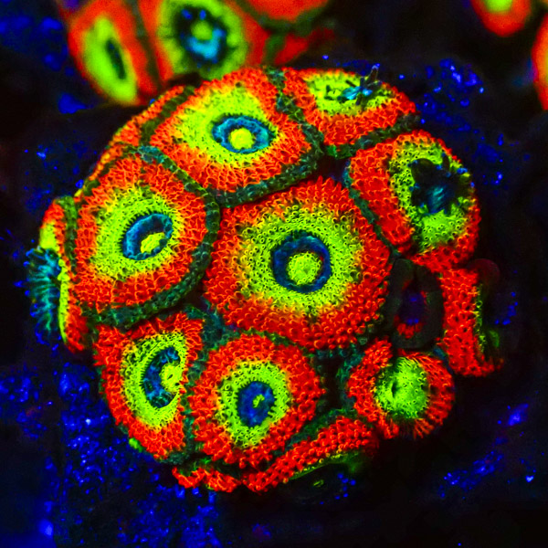 Acan JF Holy Grail Micromussa ca. 15 Polypen