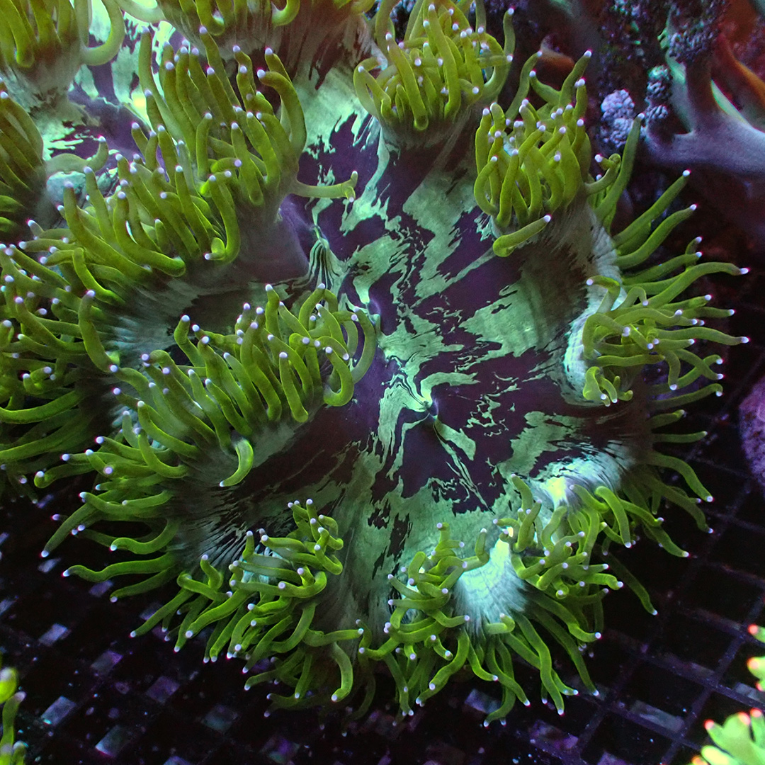 Catalaphyllia Tricolor