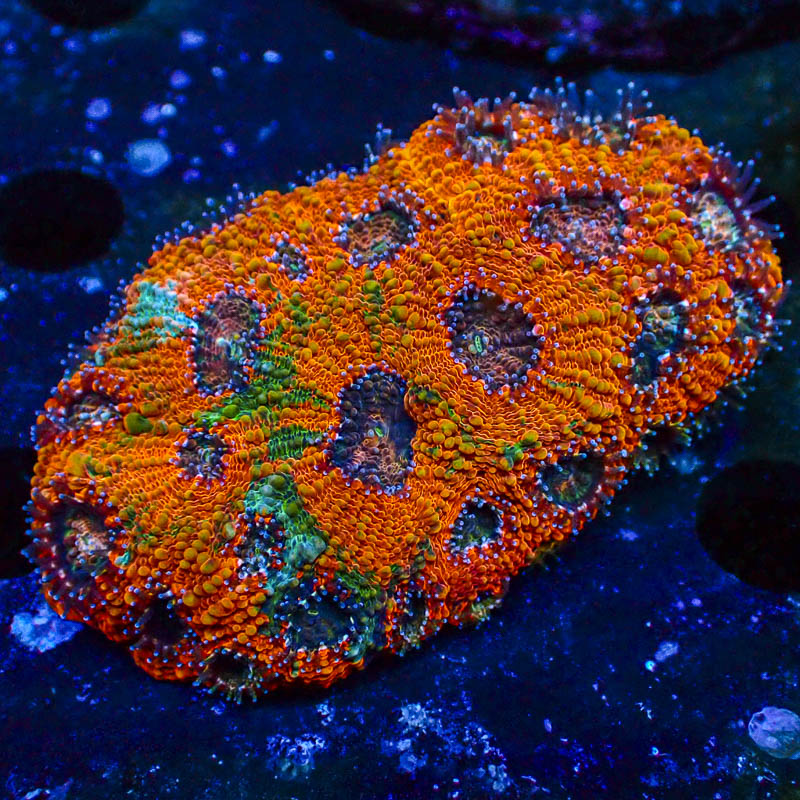 Acanthastrea Echinata Orange Crafted – Premium LPS mit Multicolor-Glow