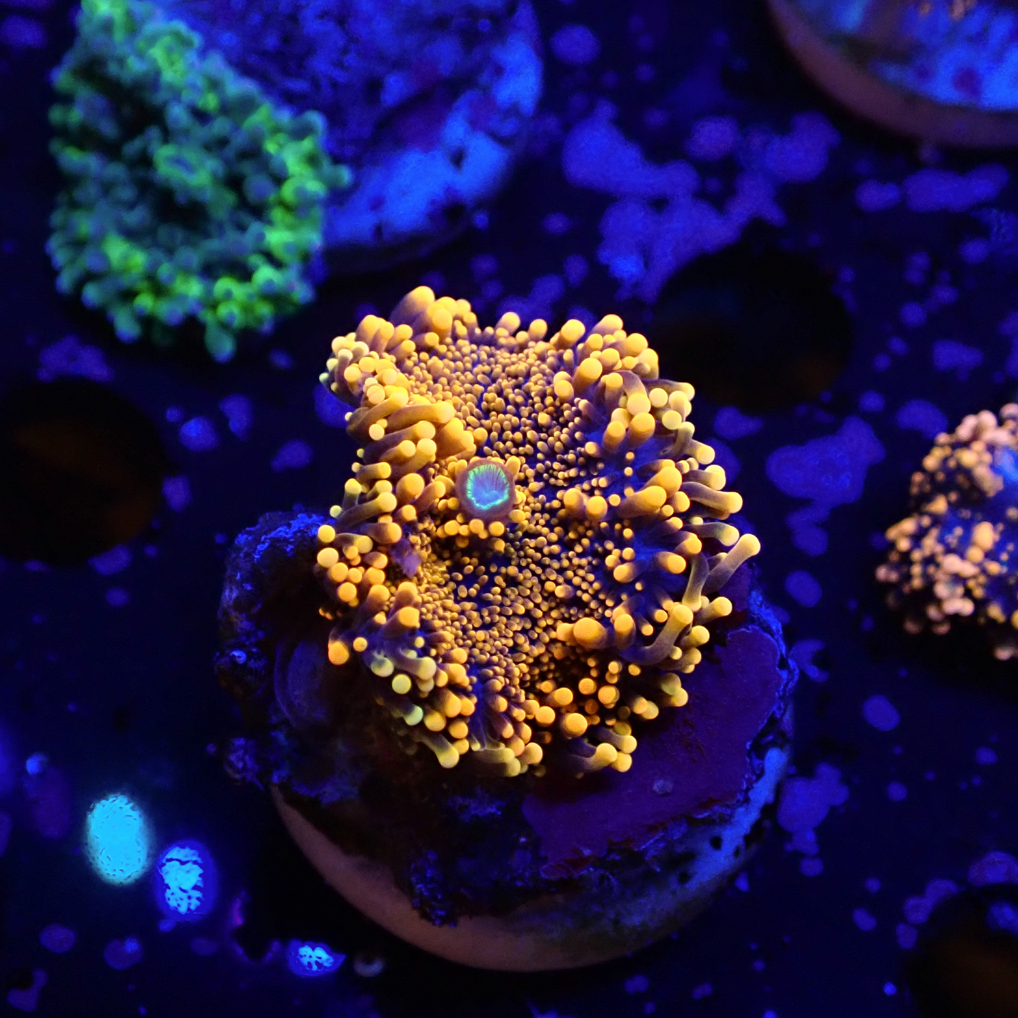 Ricordea Yuma Orange