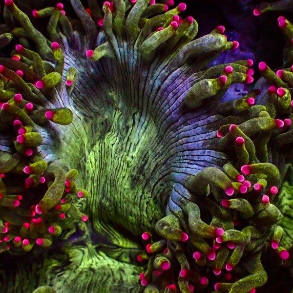 Catalaphyllia MC Lagoon Nebula