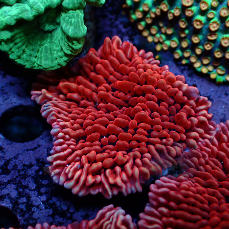 Montipora Mean Streak Frag 36