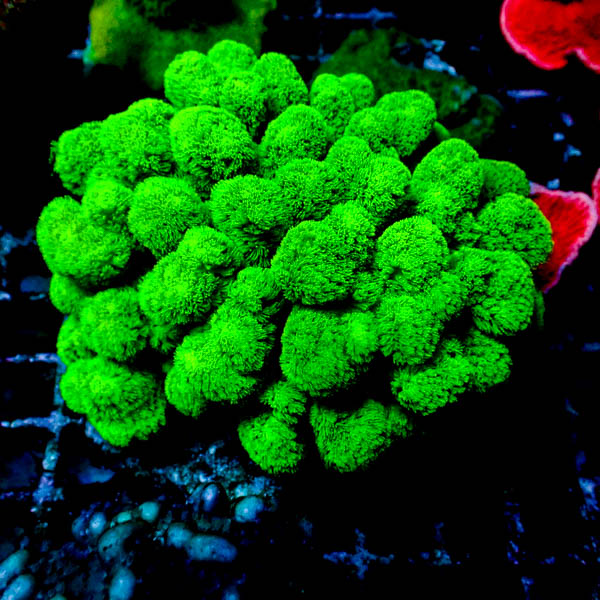 Pocillopora damicornis