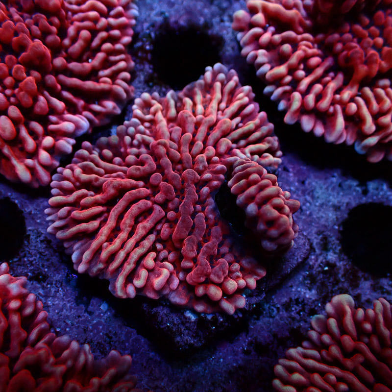 Montipora Mean Streak Frag 22