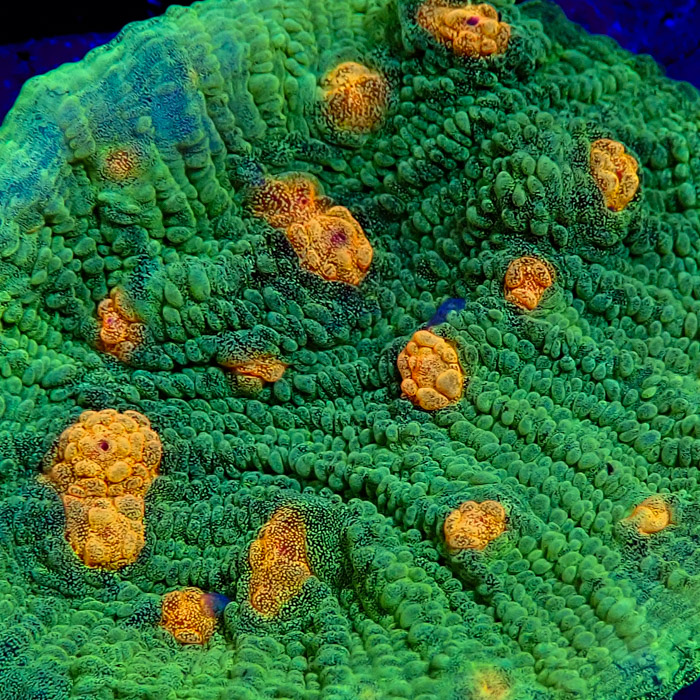 Chalice MC Space Invader Frag 05