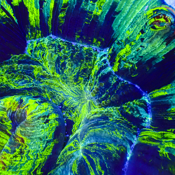 Trachyphyllia MC Ocean Confetti