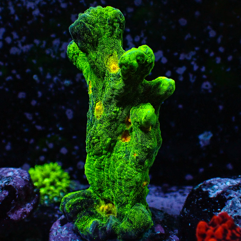 Pectinia Space Invader Frag 03