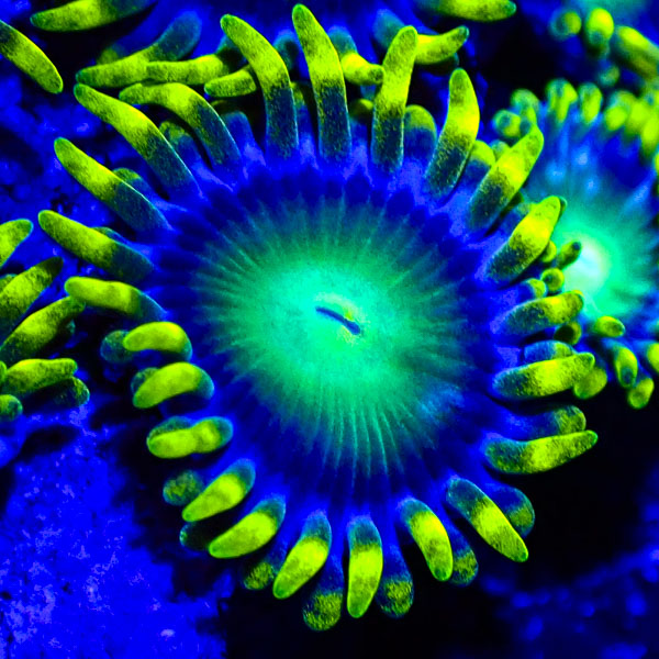 Zoanthus MC Radio Active