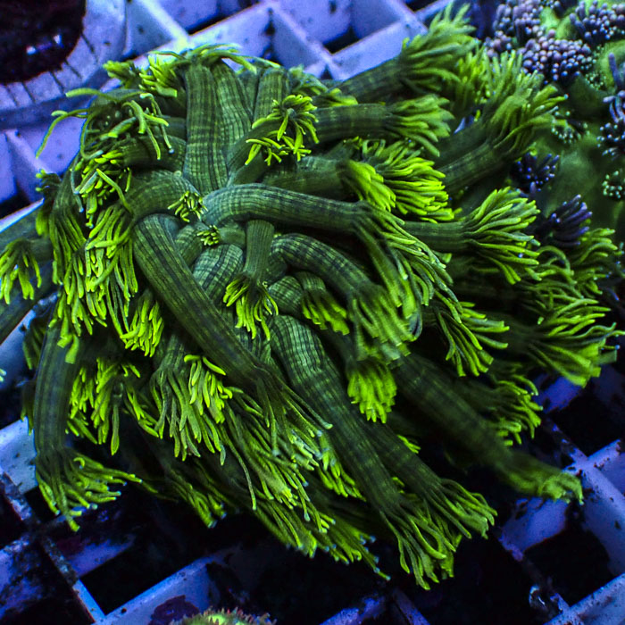 Goniopora Forest Glow