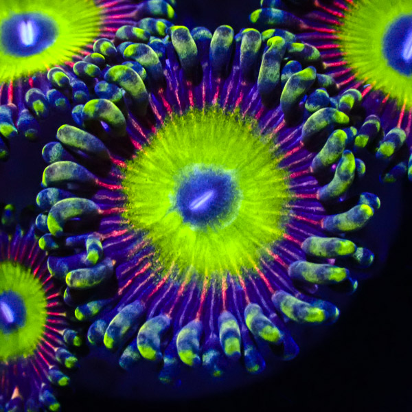 Zoanthus MC Mental Meltdown US Style