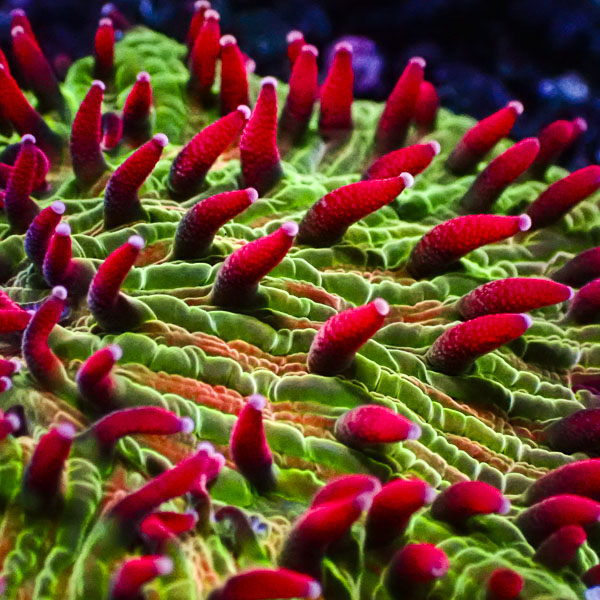 Diaseris MC Nuclear Bloodsport