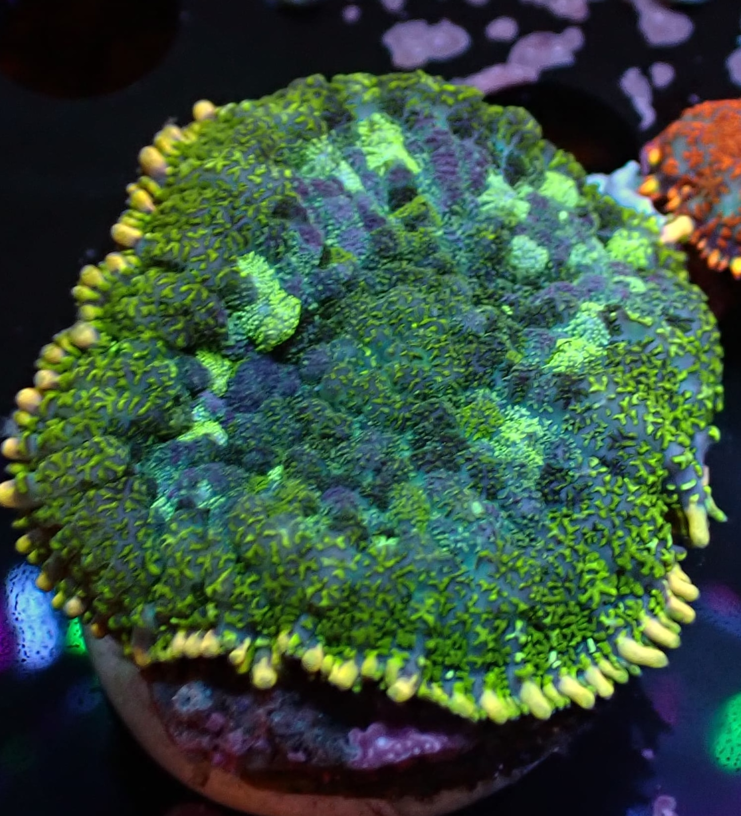 Rhodactis dunkelgrün/hellgrün/blau DNZ