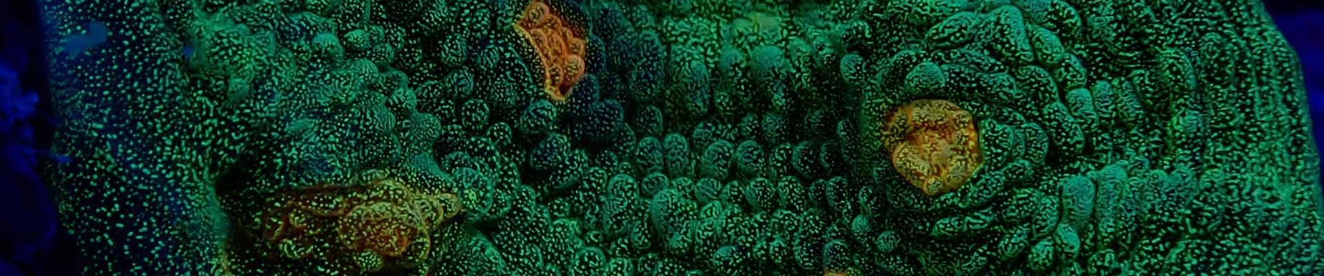 chalice_kategorie-header