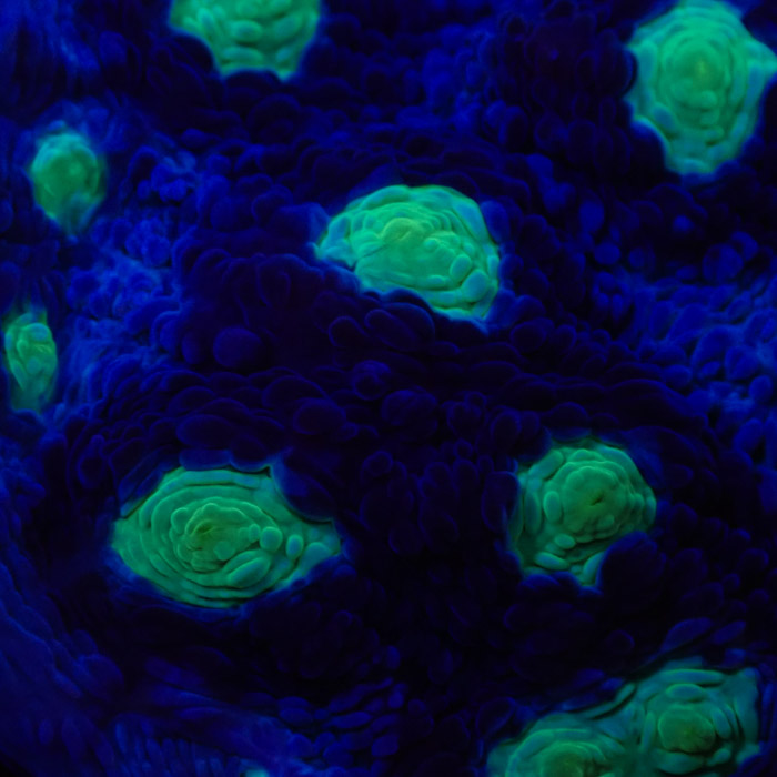 Chalice MC Chernobyl Frag 05