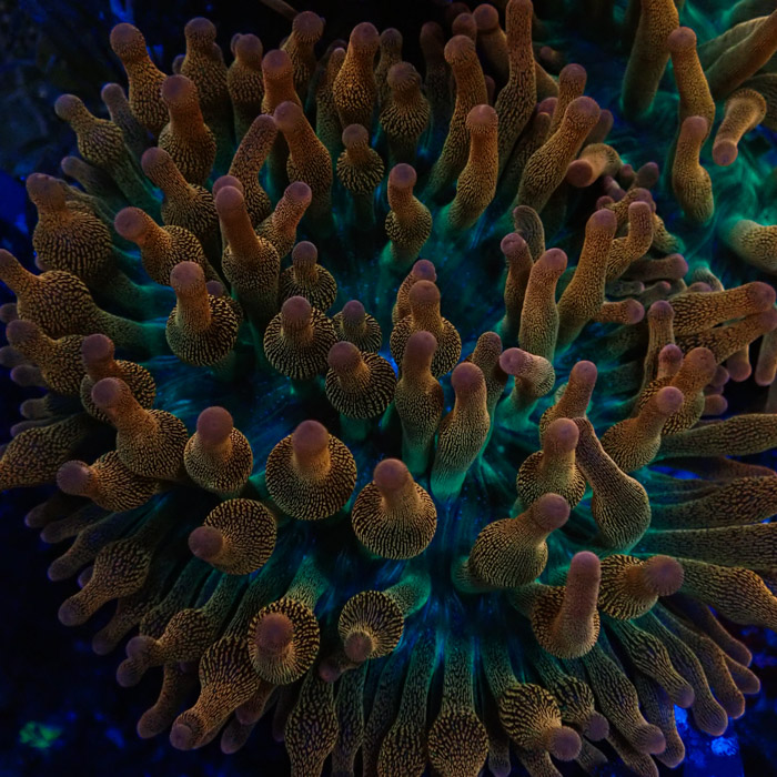 Entacmaea MC Quadricolor Sunburst