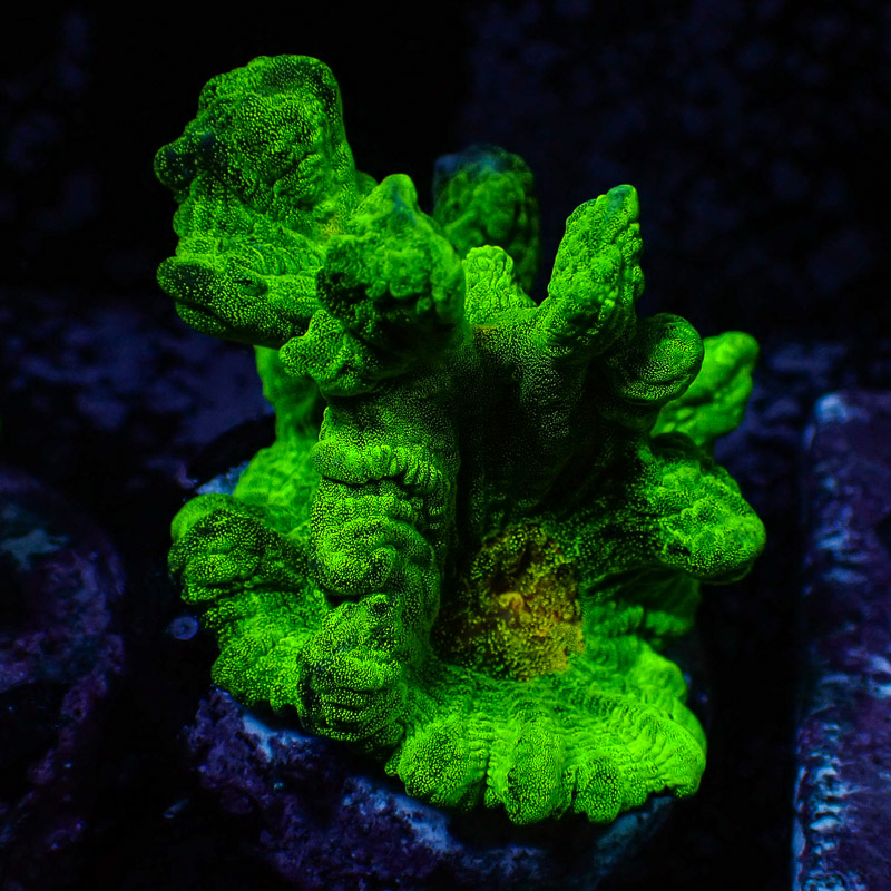 Pectinia Space Invader Frag 01