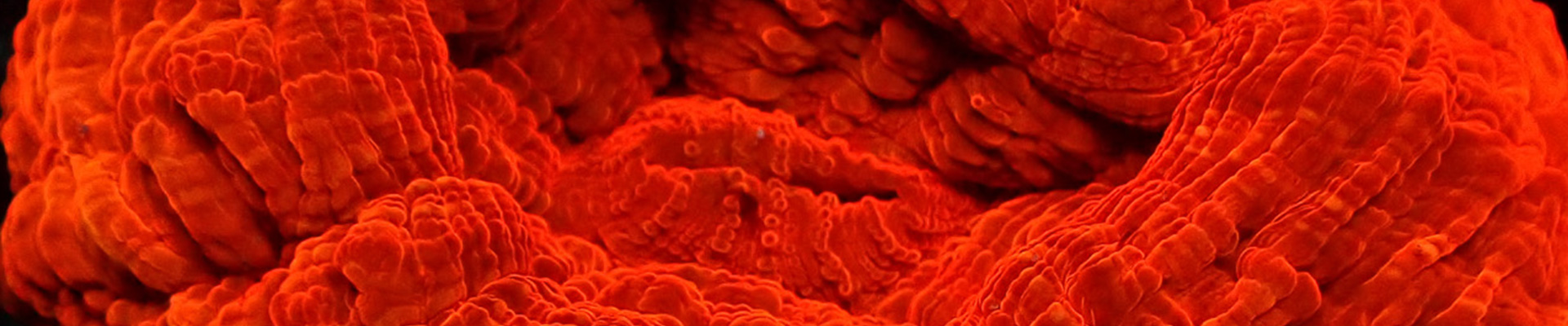 Rote Cynarina LPS Koralle – fleischig, rund und intensiv gefärbt