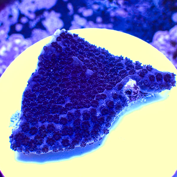 Montipora MC Sapphire Storm