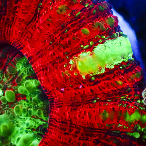 Scolymia MC Plasma Ring Mastergrade
