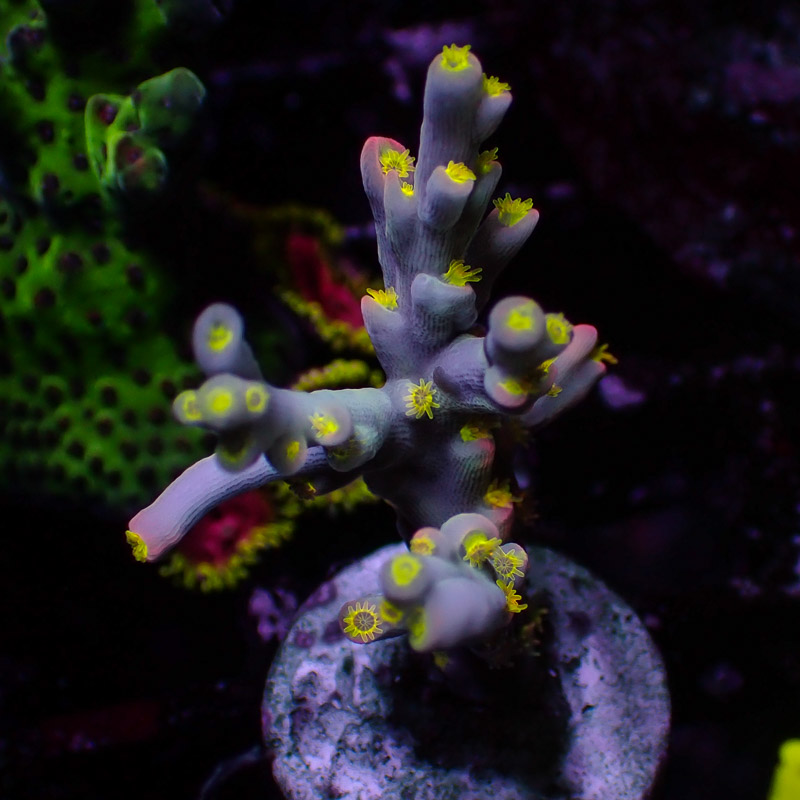 Speciosa Flaming Sunrise Frag 02