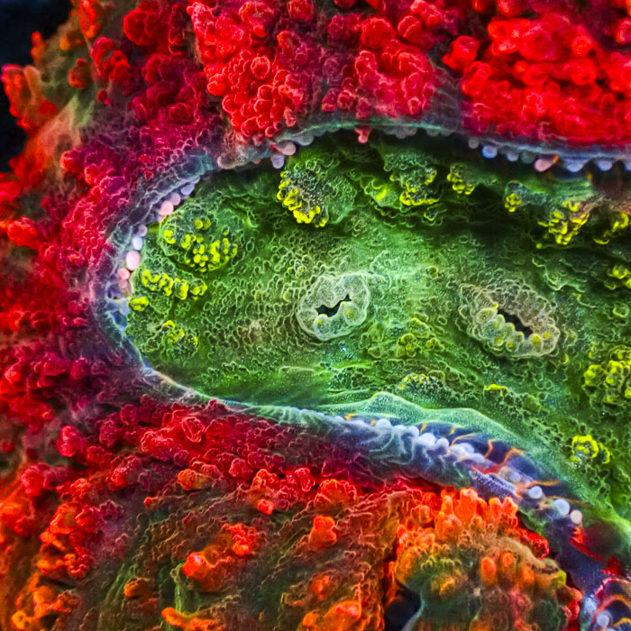 Lobophyllia MC Sunset Emerald