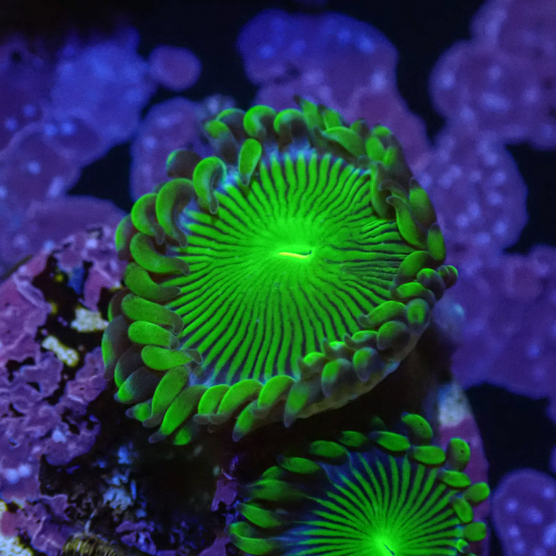 Zoanthus MC Blue Panama