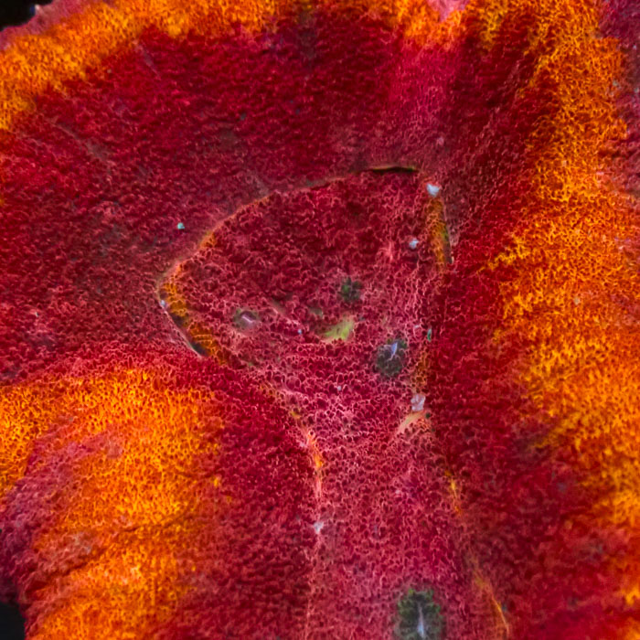 Lobophyllia MC Orange Dream