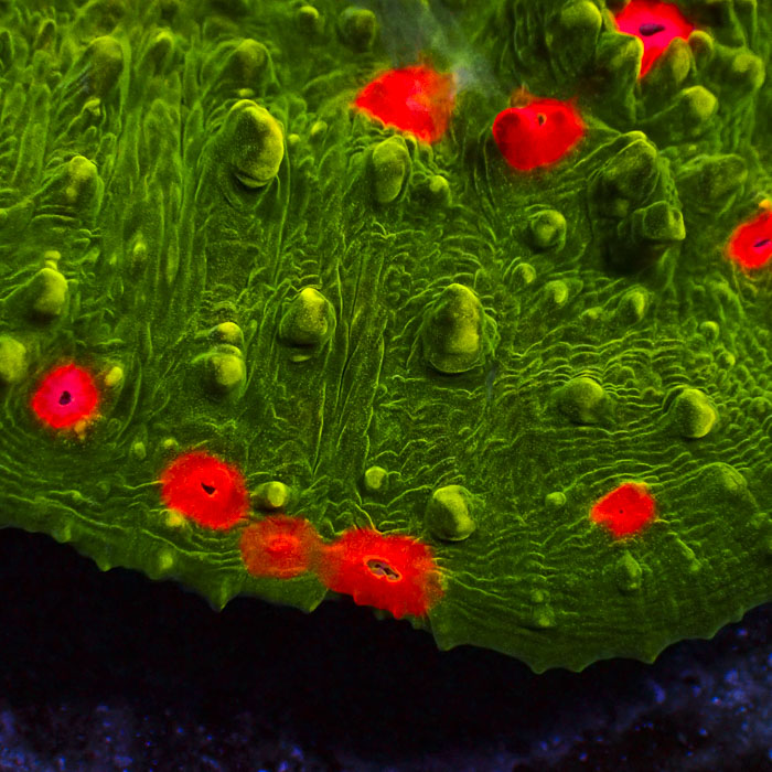 Chalice Mango Inferno