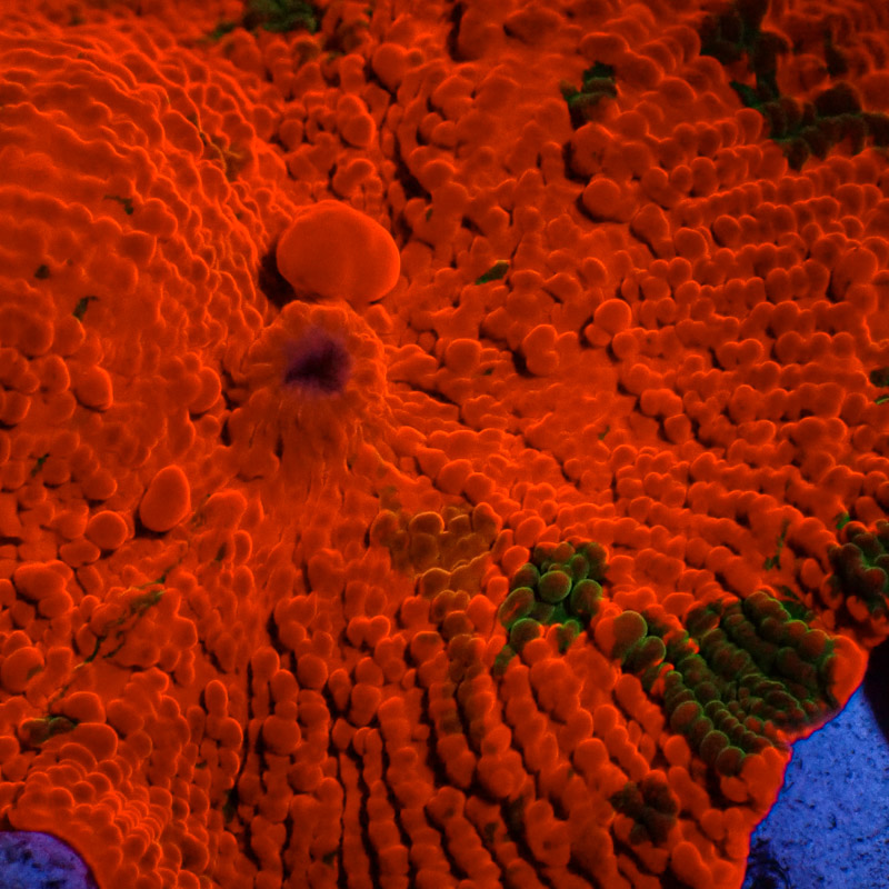 Discosoma Jawbreaker Frag 01