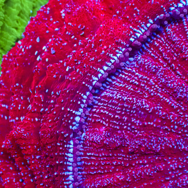 Acanthophyllia MC Ruby Glacier