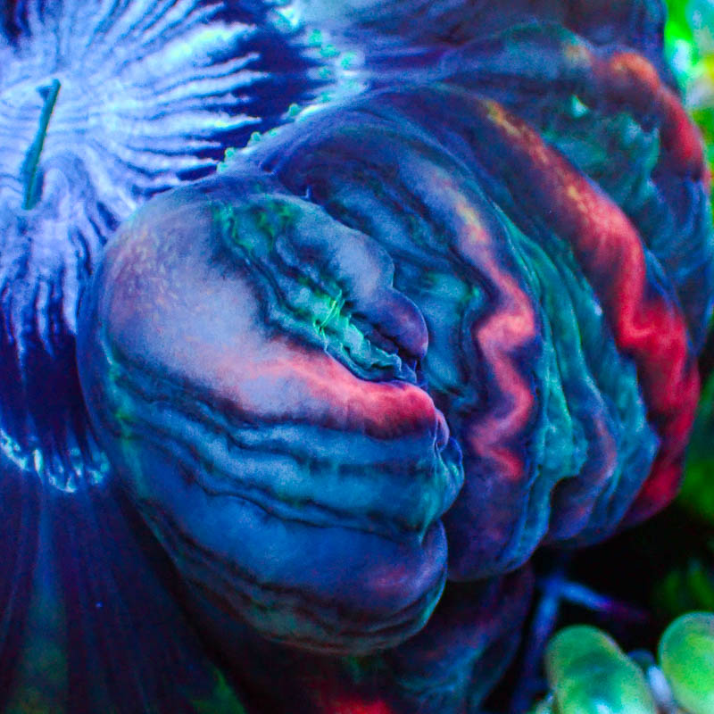 Cynarina MC Electric Blue