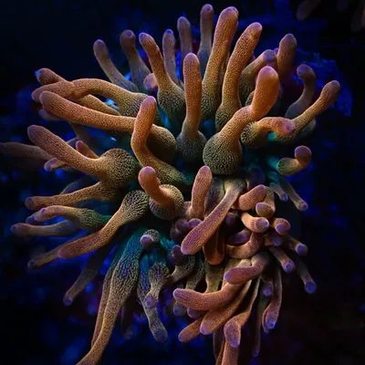 Anemonen