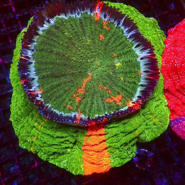Acanthophyllia MC Jungle Fire