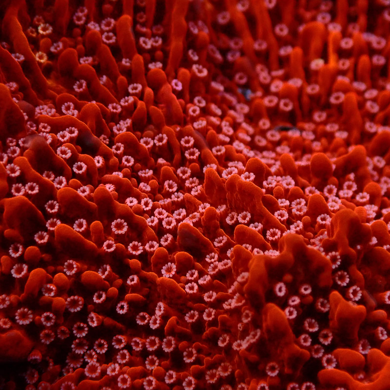 Montipora Rot Frag 17
